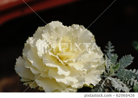 Ha Button觀賞白菜 Ha Button觀賞白菜 62068426