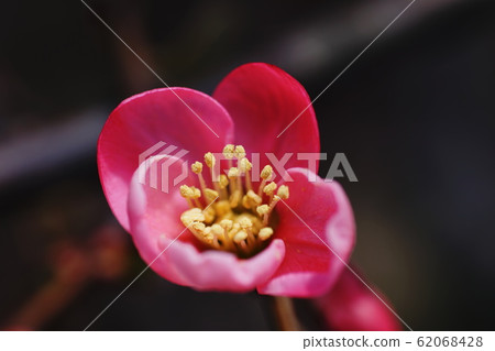 散景開花木瓜 62068428