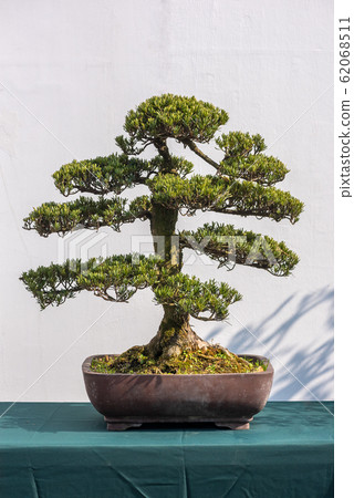 Curved bonsai pine tree against white wall Curved bonsai pine tree against white wall 62068511