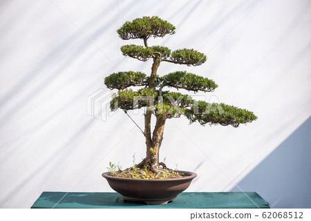 Curved bonsai pine tree against white wall Curved bonsai pine tree against white wall 62068512