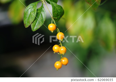 Duranta repens 62069035