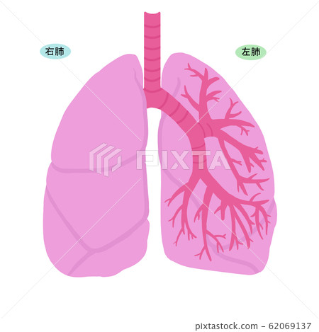 簡單的肺的插圖 62069137