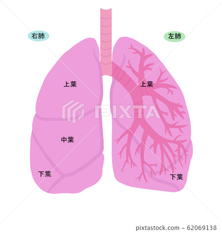 簡單的肺的插圖 62069138