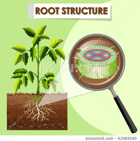 Diagram showing root structure of a plant Diagram showing root structure of a plant 62069560
