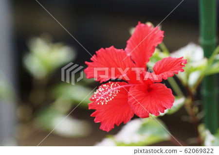 芙蓉 芙蓉 62069822