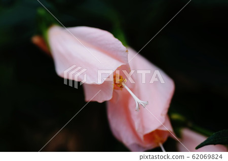 睡芙蓉 62069824