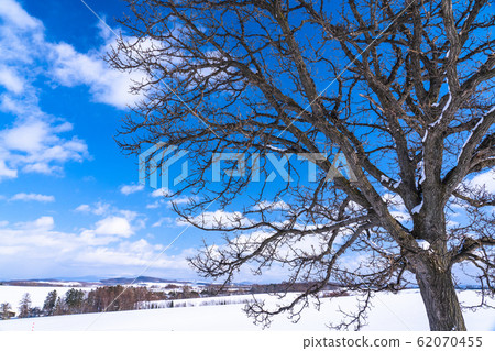 "Hokkaido" Seven star tree, Biei in winter 62070455