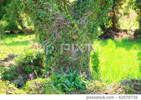 Port of Antiquity, Saturn, Port Border, Flowers, Spring, Castle Wall, 62070716