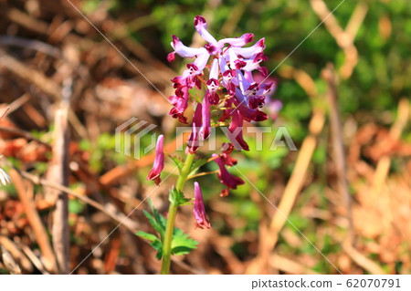 Port of Antiquity, Saturn, Port Border, Flowers, Spring, Castle Wall, 62070791