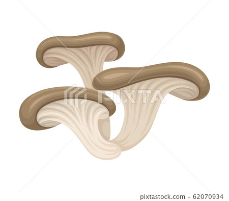 Realistic Mushroom Isolated on White Background Vector Food Item 62070934