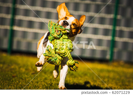 Dog Beagle with a rope toy on a green field during 62071229