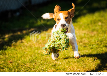 Dog Beagle with a rope toy on a green field during 62071238