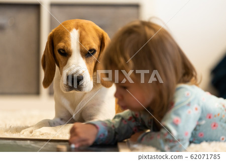 Beagle dog companion with baby in foreground. Beagle dog companion with baby in foreground. 62071785