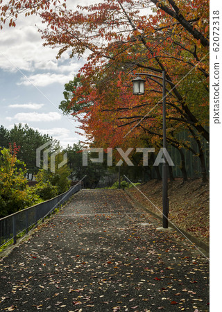 Falling leaves of cherry blossoms and deciduous sidewalk, Osaka Toyonaka 62072318