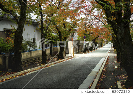 A row of hills with cherry blossom trees that fall and fall 62072320