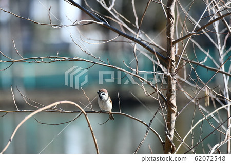 Sparrow Sparrow 62072548