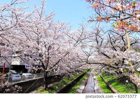 Sumiyoshi Sakura (Kawasaki City, Kanagawa Prefecture) Sumiyoshi Sakura (Kawasaki City, Kanagawa Prefecture) 62073377