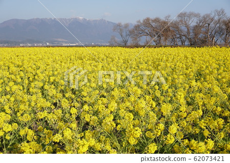 Lake Biwa Moriyama Nagisa Park Rape Field Lake Biwa Moriyama Nagisa Park Rape Field 62073421