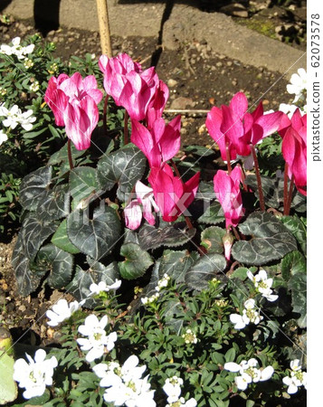 Pink cyclamen flowers from Ueno Toshogu Shrine Pink cyclamen flowers from Ueno Toshogu Shrine 62073578