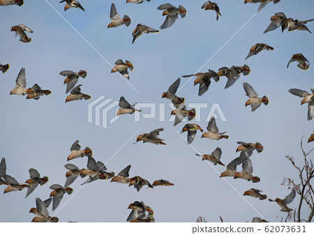 成群的忍者在天上飛 成群的忍者在天上飛 62073631