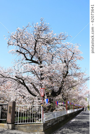 Sumiyoshi Zakura (Kawasaki City, Kanagawa Prefecture) Vertical position Sumiyoshi Zakura (Kawasaki City, Kanagawa Prefecture) Vertical position 62073641