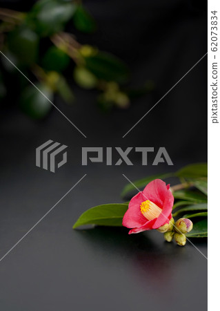 合成背景:八部山茶花的插花(4/4) 合成背景:八部山茶花的插花(4/4) 62073834