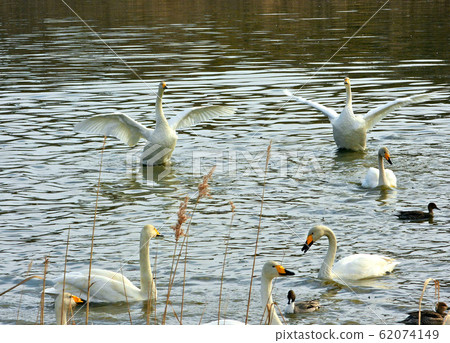 A pair of swan that flutter and exchange 62074149