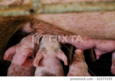 Group of newborn piglet sucking milk feed from pig Group of newborn piglet sucking milk feed from pig 62074393