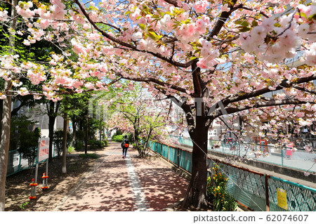 兩個領有雙重櫻花的領水 62074607