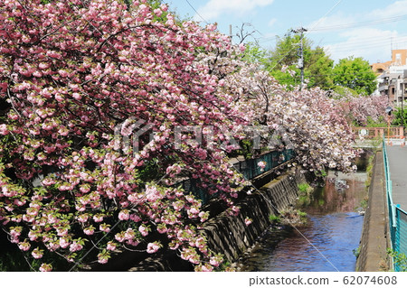 兩個領有雙重櫻花的領水 62074608