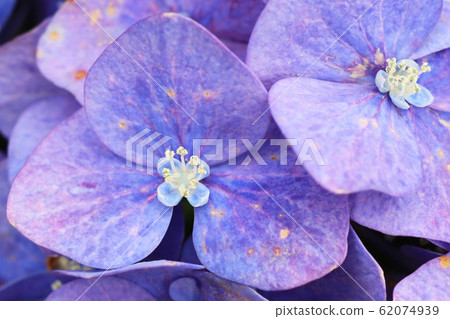 繡球花 繡球花 62074939