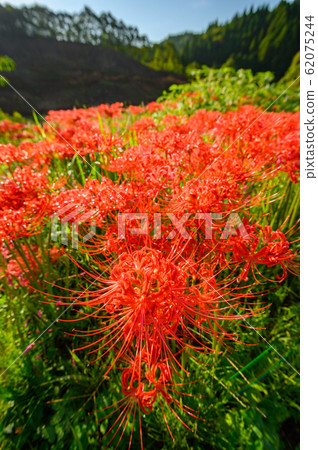 Cluster amaryllis, minosawa cluster amaryllis park, tochigi prefecture, 62075244