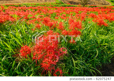 Cluster amaryllis, minosawa cluster amaryllis park, tochigi prefecture, 62075247