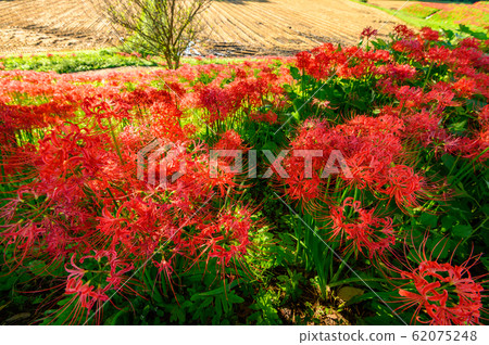 Cluster amaryllis, minosawa cluster amaryllis park, tochigi prefecture, 62075248