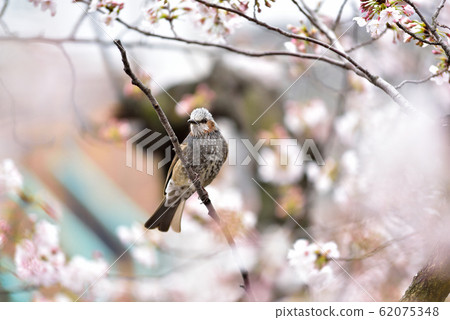 布朗面對櫻桃樹 62075348