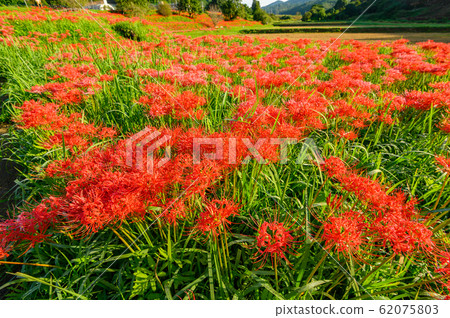 Cluster amaryllis, minosawa cluster amaryllis park, tochigi prefecture, Cluster amaryllis, minosawa cluster amaryllis park, tochigi prefecture, 62075803