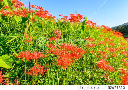 Cluster amaryllis, minosawa cluster amaryllis park, tochigi prefecture, 62075810
