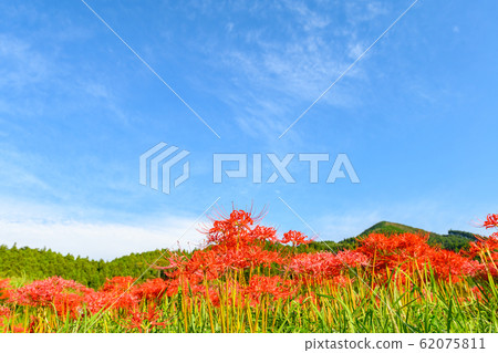 Cluster amaryllis, minosawa cluster amaryllis park, tochigi prefecture, 62075811