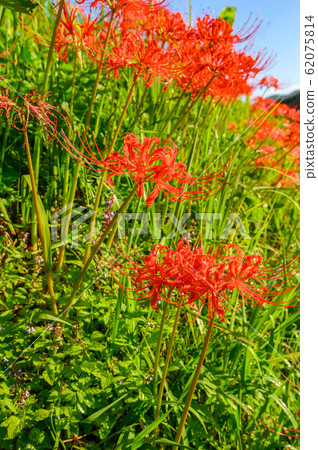 Cluster amaryllis, minosawa cluster amaryllis park, tochigi prefecture, 62075814