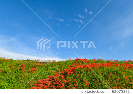 Cluster amaryllis, minosawa cluster amaryllis park, tochigi prefecture, 62075821