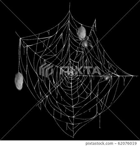 white spiderweb with spiders and cocoons 62076019