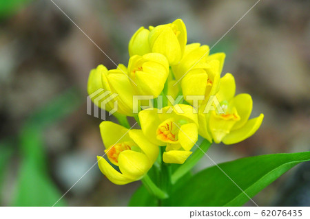 Kinran花 62076435