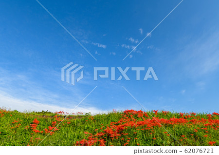 Cluster amaryllis, minosawa cluster amaryllis park, tochigi prefecture, Cluster amaryllis, minosawa cluster amaryllis park, tochigi prefecture, 62076721