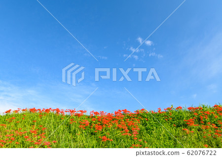Cluster amaryllis, minosawa cluster amaryllis park, tochigi prefecture, Cluster amaryllis, minosawa cluster amaryllis park, tochigi prefecture, 62076722