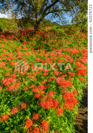 Cluster amaryllis, minosawa cluster amaryllis park, tochigi prefecture, 62076725