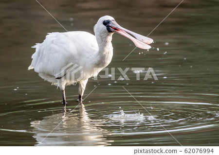 黑臉琵鷺 62076994