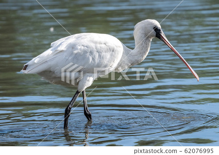 黑臉琵鷺 62076995