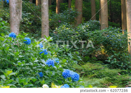 Hydrangea group Karatsu city, Saga prefecture Hydrangea group Karatsu city, Saga prefecture 62077286