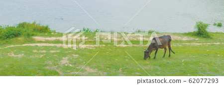 A black cow grazing peacefully in a meadow near the river on a beautiful summers day A black cow grazing peacefully in a meadow near the river on a beautiful summers day 62077293