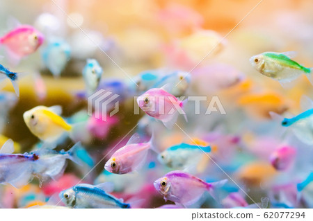 Colorful of small fish (Blue-banded Whiptail) or science name (Pentapodus setosus) swim in a fish tank for sale to be a cute pet. Selective focus. Colorful of small fish (Blue-banded Whiptail) or science name (Pentapodus setosus) swim in a fish tank for sale to be a cute pet. Selective focus. 62077294